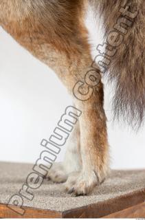 Wolf leg photo reference 0005